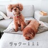ソファーが大好き♪