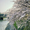 鴨川・塩小路の桜並木