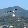 熊本市の住宅街にコウノトリ４羽　