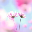 もっちーの園