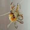 金魚の60センチ水槽 水換え要領
