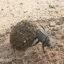 カラハリの夜明け - Masa a Kgalahadi: Dawn of Kalahari -