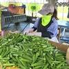 オクラの収穫作業が最盛期【熊本】  