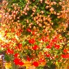松江フォーゲルパークの花々など ㉓ （島根県松江市）