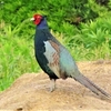 神原町に飛来した鳥　国鳥キジのオス「神原君」健在