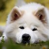 ４、犬の購入の注意点