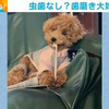 ソファに座って歯ブラシを持った犬 直後にはじめた器用すぎる動きが話題