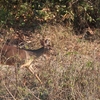 Red Brocket アカマザマジカ