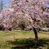 横浜イングリッシュガーデンの桜と花をNOKTON 35mm f1.4で撮ってきた