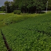 三番茶芽が完全に充実　濃い緑色の茶畑へ