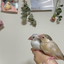 彼と私と文鳥の生活