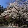 【常陸太田市】久昌寺の染井吉野・・