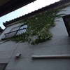 草です　2