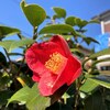 庭の椿