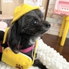 アデノウイルスとBaby怪獣の犬吸い攻撃！🐶sola保育園の開園