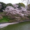 千鳥ヶ淵の桜