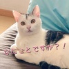 ねこ連れ帰国、日本にビビり始めています。の巻。