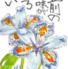 【西東京の植物絵手紙（31）…西東京市保谷町でシャガの花を見つけた！】