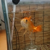 水草アナカリスを食べ尽くす金魚