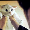 猫侍　シーズン1（後半）