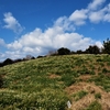 唐音水仙公園を巡る（14）：島根県益田市