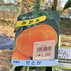 とても美味しいらしいミカン”せとか”の 苗を植えました