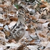里山の野鳥