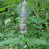 きりたんぽのように咲く紫色の花カワミドリ。色々な虫たちの集まるお花