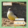 土塔森林公園（守谷市）｜キセキレイ、モズ 【1月】