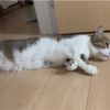 ゴロゴロするきなこもち特集63