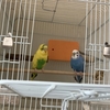 インコの距離感