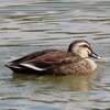 兵庫県）浜手緑地中島地区（市川野鳥観察所）。ジョウビタキ、ルリビタキ、シジュウカラ、コゲラ、シロハラ、ツグミ、カルガモ、ヒドリガモ、ホシハジロ、オオバン。