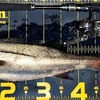 西尾店 衣浦 シーバス 釣果情報 ！ ～NEWロッド入魂～