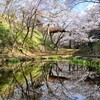 【風景】高遠城址公園（桜）［長野県 伊那市］