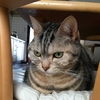 猫が丸くなる姿