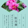 「ははこぐさの七十二候を感じる」：牡丹華（ぼたんはなさく）