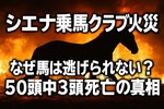 シエナ乗馬クラブ火災｜なぜ馬は逃げられない？50頭中3頭死亡の真相