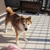義兄宅の柴犬つばさ