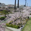 新潟市では桜満開