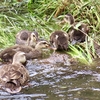居ても立っても居られない気分の朝🐥💦