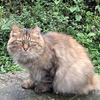 猫養子