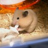 ハムスターを飼おう 3日目の様子