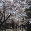 4月21日の十和田の桜