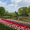 昭和記念公園のチューリップ。