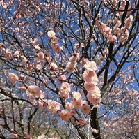 青空の下で「百花繚乱」の梅を観てきました。