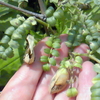 ひよこ豆の失踪