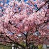 忘れない河津桜