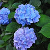あじさい