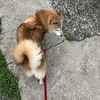 ワンコと散歩〜9月1日