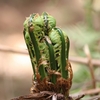 肴の山菜料理【山菜採り】"こごみ”